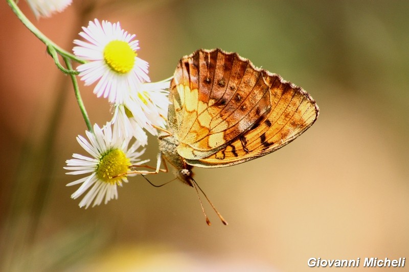 La vita in un fiore (Erigeron annuus)